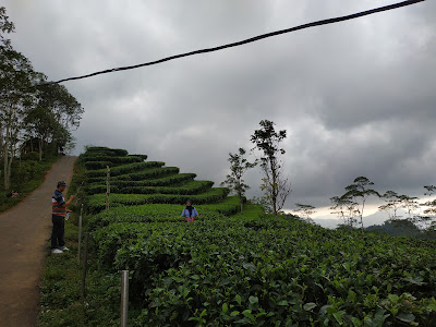 Kebun Teh Nglinggo by mega